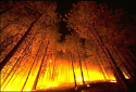 forest_fire