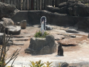 penguin waifu