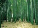 1103327~Bamboo-Forest-Kanagawa-Japan-Posters