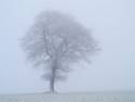tree-in-fog