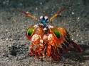 mantis-shrimp-791419
