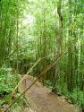 Bamboo Forest2