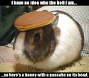 400pancake_bunny_mod