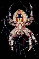 Spider10