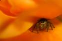 d'awwww spider