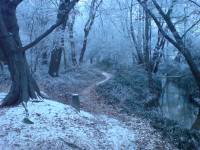 Winter_Forest