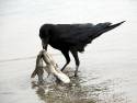 Raven_scavenging_on_a_dead_shark