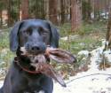 Dog and Rabbit Ears