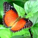 Free has the wings of a red lacewing