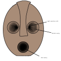 FIgure 1-Head of Old Model