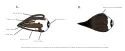 Figure 2-Extraocular muscles of new models