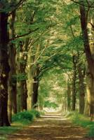 42-16592848_24_36~Forest-Path-Posters