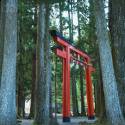 hidden in the trees