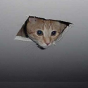 Ceiling cat watches you ALWAYS