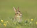 hamblin-mark-rabbit-youngster-emerging-from-burrow