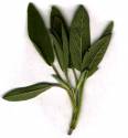 sage-leaves-for-skin-face-care