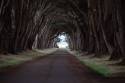 0006 Tunnel o' Trees