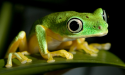 lil froggy 2