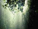 Rain-Forest-Wallpaper0