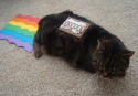 nyan cat