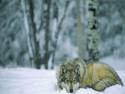 Snow-Wolf-Wallpapers-1